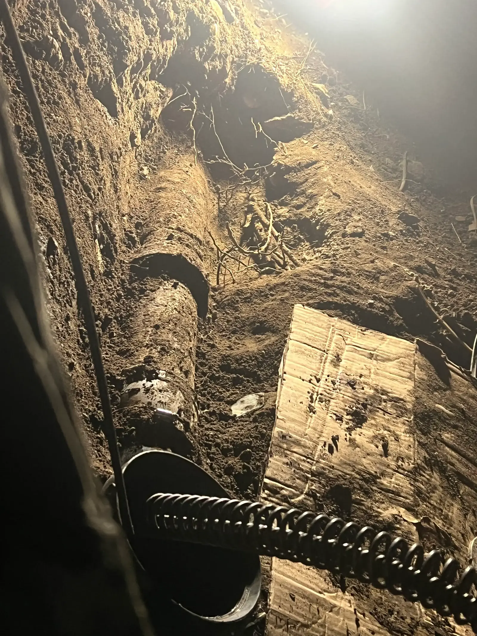 Racines extraites d'une conduite d'égout après curage mécanique